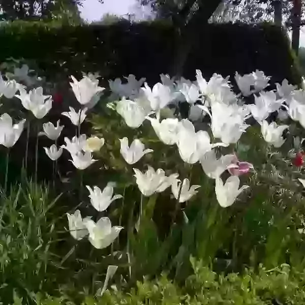 White Triumphator (lily flowered))
